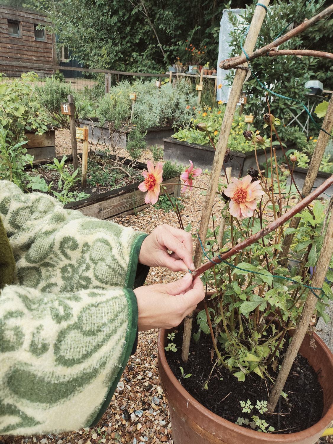 Handen binden een dahlia aan een stok