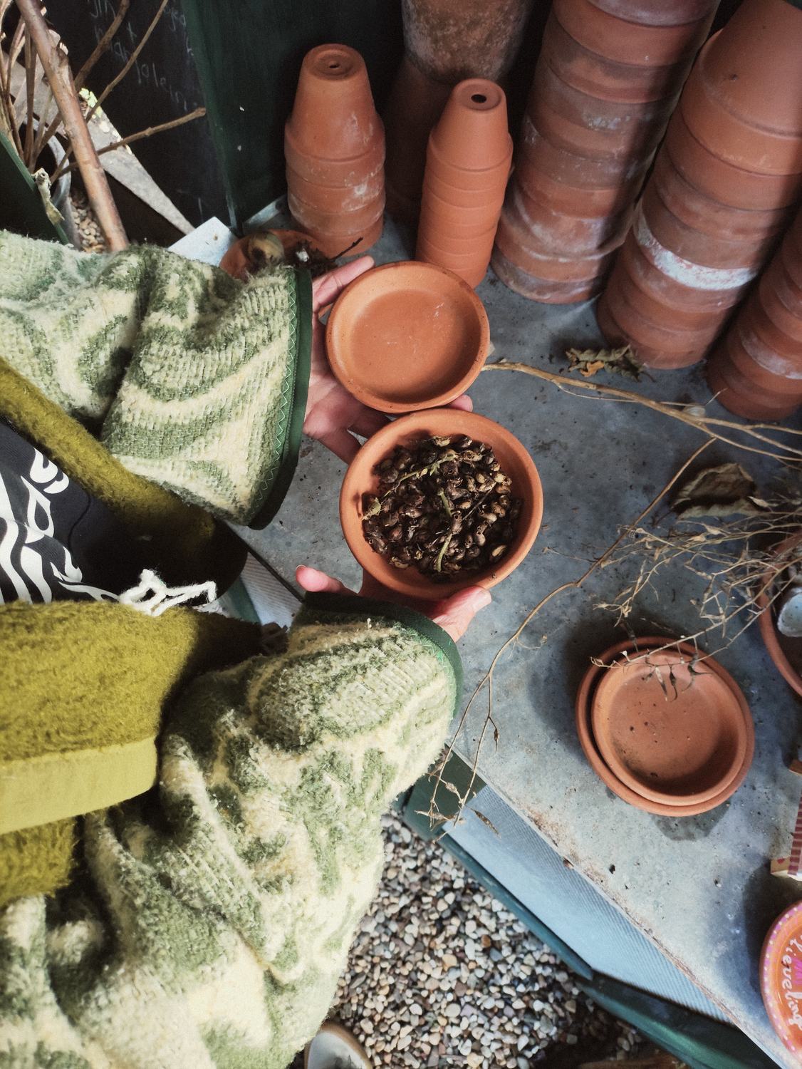 Zaadjes in een terracotta potje